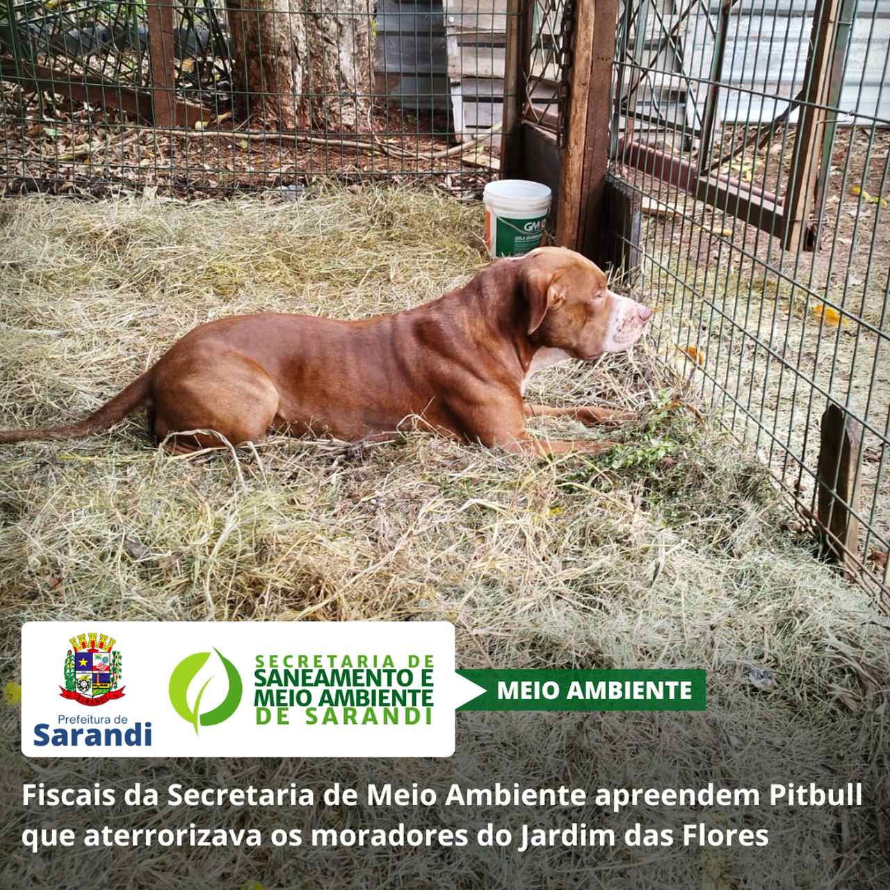 Fiscais da Secretaria de Meio Ambiente apreendem Pitbull que aterrorizava os moradores do Jardim das Flores